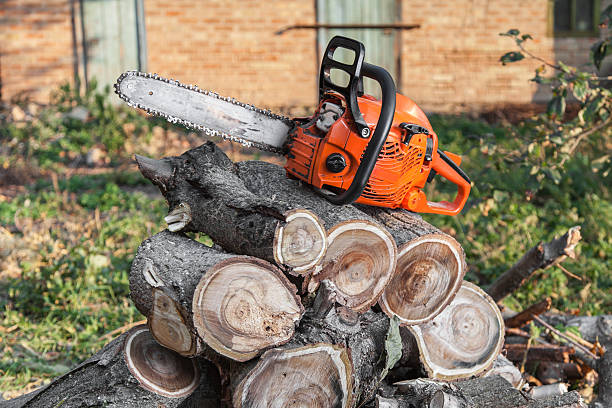 Best Palm Tree Trimming  in Carbondale, IL